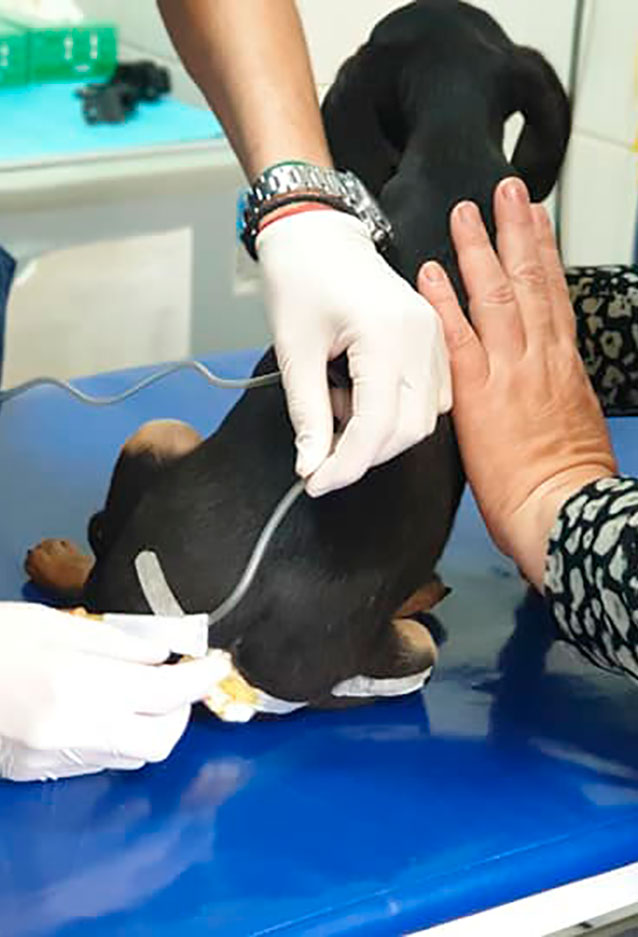 Міський центр утримання тварин